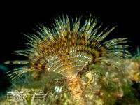 Sabella spallanzanii